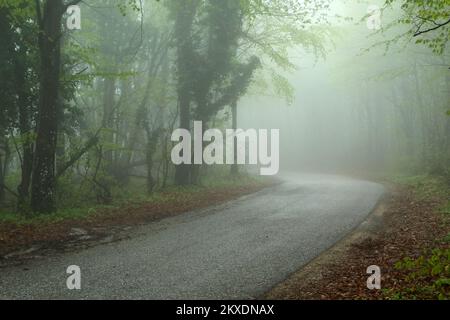 Das Bild der schmalen, nassen Asphaltstraße im Wald während des regnerischen Morgens. Schwierige und gefährliche Fahrbedingungen. Stockfoto