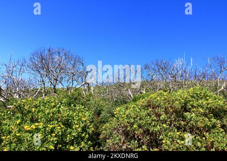 Die Pflanzen im Naturschutzgebiet Featherbed in Knysna an einem wunderschönen Sommermorgen in Südafrika Stockfoto