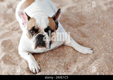 Die französische Bulldogge wartet und bettelt, mit dem Besitzer spazieren zu gehen, sitzt oder liegt auf der Matte. Hündchen mit französischer Bulldogge, posiert vor der Kamera und schaut. Hochwertiges Foto. Stockfoto