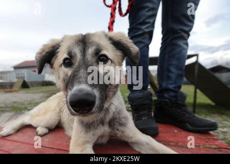 19.12.2019. Kroatien, Zagreb - ehemaliges Kommando der Royal Marines und Gründer der Nowzad Dogs Wohltätigkeitsorganisation Pen Farthing, Gewinner des renommierten CNN Heroes Award 2014, kam nach Zagreb, nur um Hund Ares einem kroatischen Soldaten zu bringen, Der sich mit einem Hund auf einer Mission in Afghanistan verband, als Ares nur einen Monat alt war. Die Kampagne für die Ankunft von Ares in Kroatien wurde von der internationalen Organisation Nozwad gestartet, und viele Geber halfen dabei, mehr als 33.000 HRK (rund 4.500 Euro) zu sammeln, um das fröhliche Mischblut von Afghanistan nach Zagreb zu transportieren. Foto: Robert Anic/PIXSELL Stockfoto