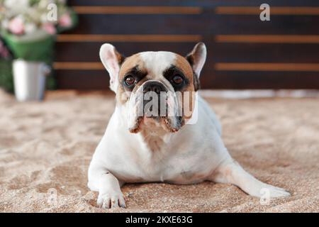 Die französische Bulldogge wartet und bettelt, mit dem Besitzer spazieren zu gehen, sitzt oder liegt auf der Matte. Hündchen mit französischer Bulldogge, posiert vor der Kamera und schaut. Hochwertiges Foto. Stockfoto