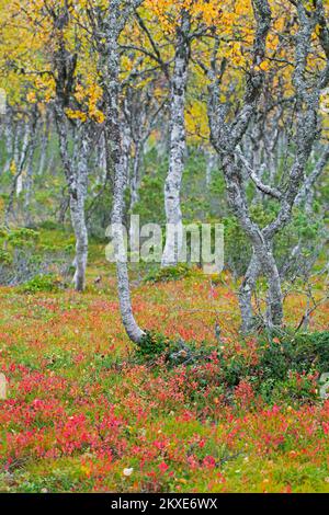 Silberbirke / Warzbirke / Weiße Birke (Betula pendula / Betula verrucosa) Baumstämme von Birken auf der Taiga im Herbst / Herbst, Schweden Stockfoto