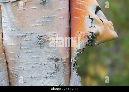 Silberbirke / Warzbirke / Weiße Birke (Betula pendula / B. verrucosa) Baumstamm Nahaufnahme der geschälten Rinde für medizinische Zwecke Stockfoto