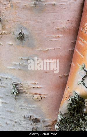 Silberbirke / Warzbirke / Weiße Birke (Betula pendula / B. verrucosa) Baumstamm Nahaufnahme der geschälten Rinde für medizinische Zwecke Stockfoto