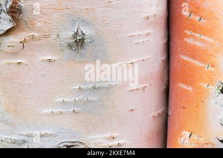 Silberbirke / Warzbirke / Weiße Birke (Betula pendula / B. verrucosa) Baumstamm Nahaufnahme der geschälten Rinde für medizinische Zwecke Stockfoto