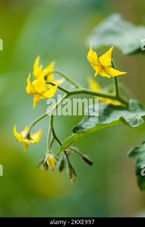 Tomatenblumen auf einer selbstgezüchteten Sungold Tomato (Solanum lycopersicum) F1 Hybridpflanze in einem Gemüsegarten im Vereinigten Königreich. Stockfoto