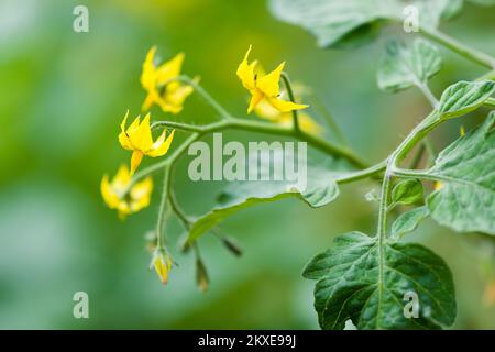 Tomatenblumen auf einer selbstgezüchteten Sungold Tomato (Solanum lycopersicum) F1 Hybridpflanze in einem Gemüsegarten im Vereinigten Königreich. Stockfoto