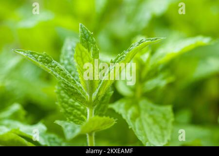 Nahaufnahme der Kräuterminze (Mentha spicata), die in einem Kräutergarten im Vereinigten Königreich wächst. Stockfoto