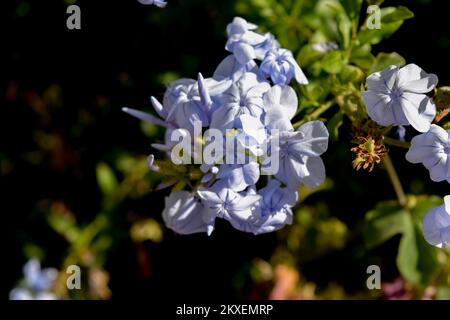 Nahaufnahme der Blume des Himmels Jasmin Stockfoto