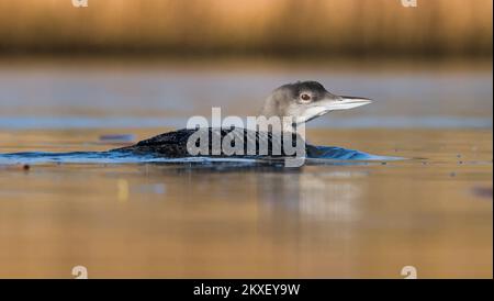 Niedrige Seitenansicht eines Juvenile Young Great Northern Diver, Gavia immer, Floating on A River, Christchurch UK Stockfoto