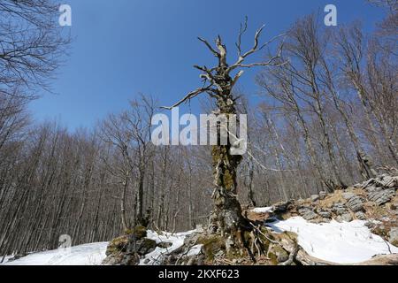 03.04.2020., Rijeka, Kroatien - der Berg Snjeznik im Nationalpark Risnjak ist in einigen Teilen noch immer schneebedeckt. Foto: Goran Kovacic/PIXSELL Stockfoto