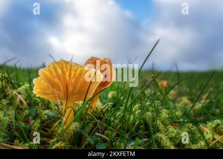 Goldene Wachskappen (Hygrocybe chlorophana), die in Verbindung mit Moosen auf einem Feld wachsen und von Sonnenschein beleuchtet werden, Großbritannien Stockfoto