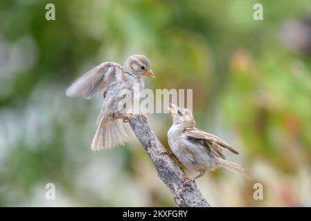 Zwei junge Spatzen (Passer domesticus) kämpfen auf einem Ast, isoliert auf meliertem grünen Hintergrund Stockfoto