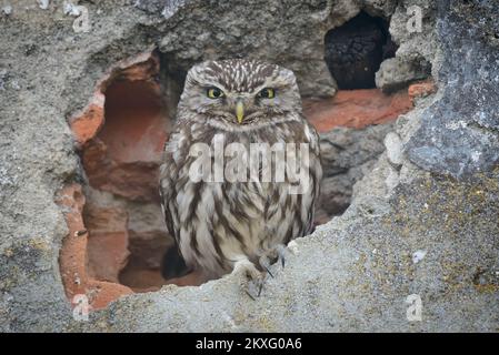 Die kleine Eule Athen noctua ist aus nächster Nähe ein Porträt, das im Loch einer alten Hauswand mit Blick auf die Kamera sitzt. Südwesteuropa Stockfoto