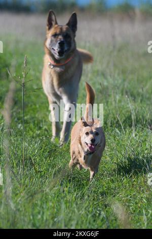 Zwei Hunde, ein kleiner Köter und ein malinois, die sich gegenseitig verfolgen und auf die Kamera zu laufen. Heimtiere, Freundschaft und Gehorsam Trainingskonzepte Stockfoto