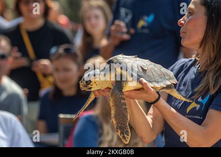 16.06.2020., Kroatien, Pula - anlässlich des Welttags der Meeresschildkröte haben die Mitarbeiter des Pula Aquariums die Karettschildkröte Marvin nach mehreren Monaten der Erholung freigelassen. Marvin wurde am 10. November letzten Jahres vor der Westküste von Kamenjak gefunden, mit einer Verletzung am rechten Hals und an den Schultern und einem Schnitt hinter der linken vorderen Flosse. Marvin wiegt 4 kg und ist 33 cm lang. Foto: Srecko Niketic/PIXSELL Stockfoto