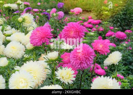 Astern in der Gärtnerei. Rosafarbene Blüten im Garten. Natürlicher Blütenhintergrund. Stockfoto