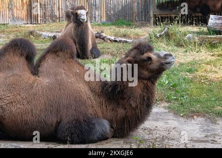 Kamelfamilie im Zoo, aus der Nähe. Wildtierhaltung in zoologischen Parks. Stockfoto