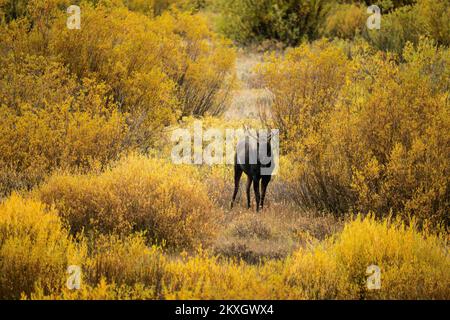 Bull Moose im Yellowstone-Nationalpark Stockfoto