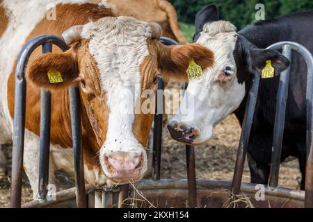 Die neunköpfige Familie Blazekovic in Kric Gornji in der Gemeinde Zrinski Topolovac verfügt über einen Betrieb mit Kühen, Rindern und Kälbern, insgesamt 80 Stück Simmental- und Holstein-Rindern. Die Kühe weiden vom Frühling bis zum Spätherbst auf den Wiesen unter dem Haus. Neben der Rinderzucht sind sie auch in der Landwirtschaft tätig, so dass sie 27 Hektar Land anbauen. Tijana und Darko haben sieben Töchter (Lana, Larisa, Lucia, Lara, Lena i jüngste Lota) und sie alle lieben es, ihre Eltern zu halfen, bis auf die jüngste. In Kroz Gornji, Kroatien auf 24. Juli 2020. Foto: Tomislav Miletic/PIXSELL Stockfoto