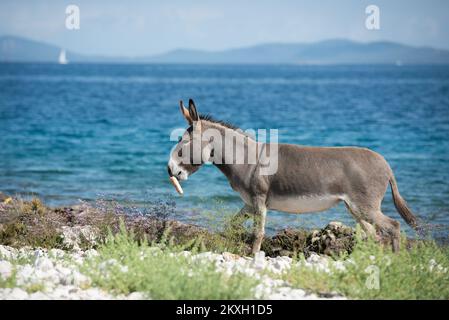 Eine große Rettungsaktion für Esel von der verlassenen und abgelegenen Insel Kurba Mala im Kornati-Archipel, Kroatien, August 4,2020. Eine Rettungsaktion wurde durchgeführt, nachdem Touristen aus Polen, die auf der Adria segelten, einen zwei verlassenen Esel bemerkten. Die Touristen gaben ihnen ca. 20 Liter Wasser, die Esel tranken alles, so dass die Touristen sicher waren, dass die Tiere verlassen waren und dass sie Hilfe brauchten. Die Retter konnten die Esel nicht fangen und ließen sie auf der Insel zurück, als sie feststellten, dass sie bei guter Gesundheit waren. Foto: Dino Stanin/PIXSELL Stockfoto