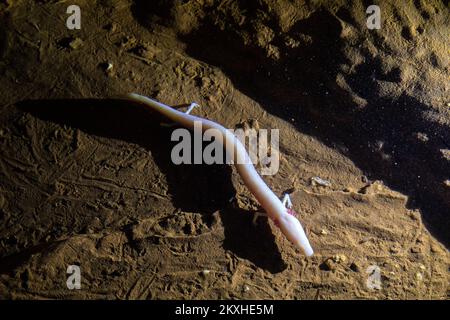 Die OIL wird auch als „menschlicher Fisch“ bezeichnet, der am 6. Juli 2020 in der Baredine Cave in der Nähe von Porec, Kroatien, zu sehen ist. Baredine Cave ist ein geomorphologisches Naturdenkmal und die erste speleologische Ortschaft und Touristenhöhle in Istrien, die seit 1995 für Besuche geöffnet wurde. Es liegt im westlichen Teil von Istrien, 6 km nordöstlich von Porec. Foto: Srecko Niketic/PIXSELL Stockfoto