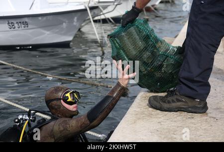 Unterwasserreinigung entlang der Uferpromenade von Å ibenik, in Sibenik, Kroatien, am 27. September 2020. Mehr als 150 Menschen haben an der Reinigung des Meeresbodens anlässlich der Feier von St. Mihovil und der Tag der Stadt Sibenik Foto: Dusko Jaramaz/PIXSELL Stockfoto