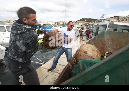 Unterwasserreinigung entlang der Uferpromenade von Å ibenik, in Sibenik, Kroatien, am 27. September 2020. Mehr als 150 Menschen haben an der Reinigung des Meeresbodens anlässlich der Feier von St. Mihovil und der Tag der Stadt Sibenik Foto: Dusko Jaramaz/PIXSELL Stockfoto