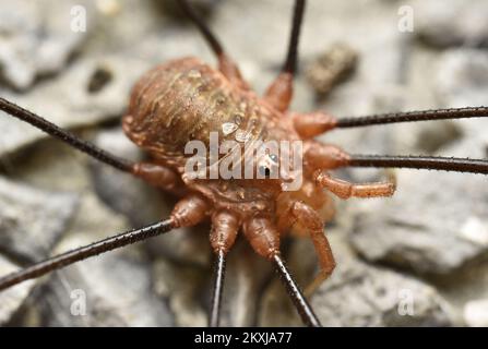 Foto aufgenommen am 22. Oktober 2020 zeigt Hadrobunus grandis in Goricane, Slowenien. Hadrobunus grandis ist eine Art der Opilione, bekannt als Erntemänner, Erntemänner oder Daddy Langbein. Foto: Ziga Zivulovic jr./FA Bobo/PIXSELL Stockfoto