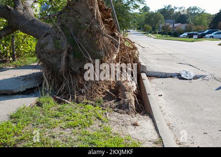 Hurrikan/Tropical Storm - Roanoke Rapids, N.C., 12. September 2011 Teile einer Straße und Bordsteinkante wurden von diesem Baumwurzelsystem zerstört, als sie von den Winden des Hurricane Irene umgeblasen wurden. Viele Städte und Bezirke erhalten FEMA-Mittel für Infrastrukturreparaturen nach Katastrophen. FEMA Photo/Tim Burkitt. North Carolina Hurrikan Irene. Fotos zu Katastrophen- und Notfallmanagementprogrammen, Aktivitäten und Beamten Stockfoto