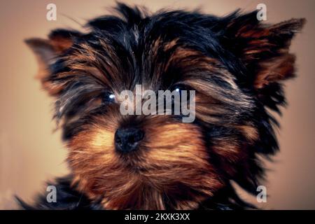 Nahaufnahme eines Yorkshire Terrier Welpen Stockfoto
