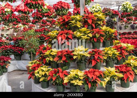 Wunderschönes Gewächshaus voller Weihnachtsblüten, die rechtzeitig zur Weihnachtszeit blühen. Stockfoto