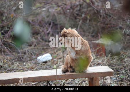 Ein kleiner Hund, der auf einer Bank saß und auf seinen Besitzer wartete, der bei einem Erdbeben im Dorf Majske Poljane, Kroatien, am 30. Dezember 2020 unter den Trümmern eines Hauses starb. Majske Poljane hat während des starken Erdbebens, das Kroatien gestern heimsuchte, am meisten gelitten. Das Epizentrum des Erdbebens der Stärke 6,2 war 3 Kilometer von Petrinja entfernt. Foto: Sanjin Strukic/PIXSELL Stockfoto