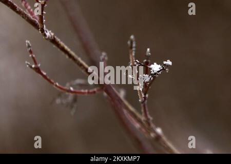 Die Winterlandschaft wird am 21. Januar 2021 im Naturpark Kopacki rit gezeigt. Foto: Dubravka Petric/PIXSELL Stockfoto