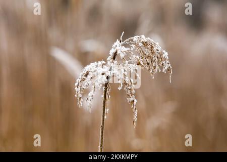 Die Winterlandschaft wird am 21. Januar 2021 im Naturpark Kopacki rit gezeigt. Foto: Dubravka Petric/PIXSELL Stockfoto