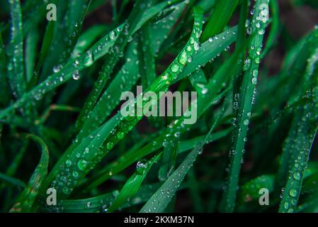 Grünes Gras Wasser Tau Tropfen auf jungen Sprossen von Weizen Makro frischer Hintergrund Regen Morgen Paddy Blätter von oben Blick junge Sprossen Stockfoto