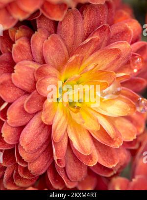 Makrofoto einer Dahlienblume mit geringer Schärfentiefe. Stockfoto