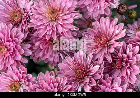 Makrofoto einer Dahlienblume mit geringer Schärfentiefe. Stockfoto