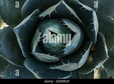 Nahaufnahme von oben Foto von Agave oder Kaktus mit Blättern und Nadeln als nahtlos strukturiertem Hintergrund. Detailliertes Sukkulentfoto. Stockfoto