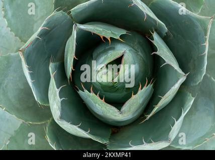 Nahaufnahme von oben Foto von Agave oder Kaktus mit Blättern und Nadeln als nahtlos strukturiertem Hintergrund. Detailliertes Sukkulentfoto. Stockfoto