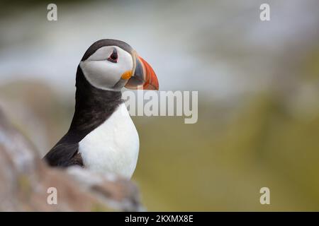 Papageientaucher in Rechnung tippen Balz Stockfoto
