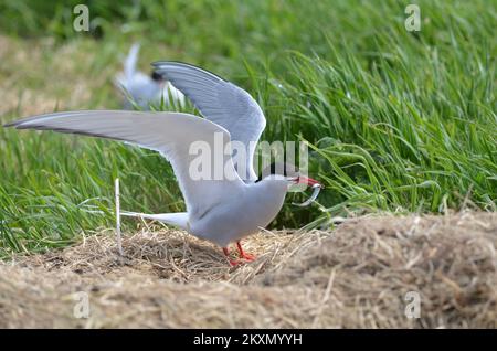 Arktische Seerne – Paarungszeit Sterna paradisaea / Stockfoto