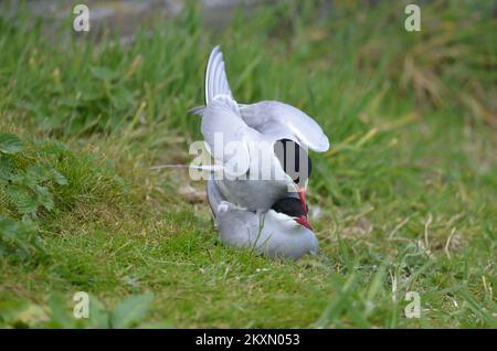 Arktische Seerne – Paarungszeit Sterna paradisaea / Stockfoto