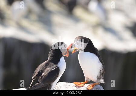 Papageientaucher in Rechnung tippen Balz Stockfoto