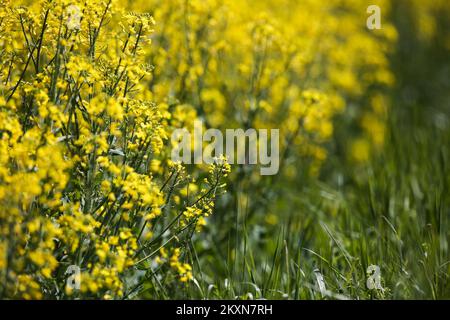 Rapsfeld in Velika Gorica, Kroatien, am 25. April 2021. Foto: Zeljko Hladika/PIXSELL Stockfoto