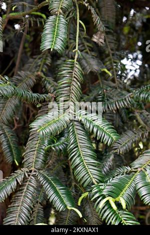 Chinesische Pflaumenhefeblätter (Cephalotaxus fortunei) im Garten Stockfoto