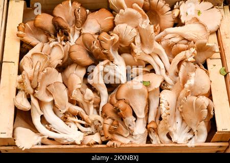 Nahaufnahme eines Tabletts mit frischen Austernpilzen, oder Pleurotus ostreatus, auf einem Marktstand. Keine Menschen. Stockfoto