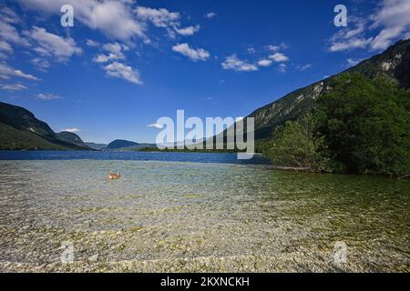 Hund im Bohinj-See, dem größten See Sloweniens, im Bohinj-Tal der Julischen Alpen, Teil des Triglav-Nationalparks. Stockfoto