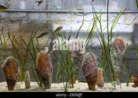 Das Foto wurde am 19. Mai 2021 aufgenommen und zeigt Fanmuscheln (edle Pussel, Pinna nobilis) im Aquarium Pula in Pula, Kroatien. Das Aquarium befindet sich in der 130 Jahre alten Festung „Verudela“, die einst Teil des mächtigen Verteidigungskomplexes „Festung Pula“ war, der während der Herrschaft der österreichisch-ungarischen Zweiten Monarchie errichtet wurde. Das historische Fort ist heute bewohnt von Hunderten von Fischarten aus dem nördlichen und südlichen Teil der Adria und mehreren tropischen Meeres- und Süßwasserarten sowie Fischen aus kroatischen Seen und Flüssen. Foto: Srecko Niketic/PIXSELL Stockfoto