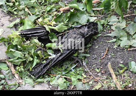 Tote Vögel im Zvecevo-Park in Pozega, Kroatien, am 26. Juni 2021. Bei dem gestrigen heftigen Sturm im Pozega-Slavonia County, der von einem starken Hagelsturm in der Größe einer Walnuss begleitet wurde, wurden viele Vögel getötet. Foto: Ivica Galovic/PIXSELL Stockfoto